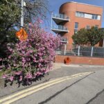 Photos of Canal Tow Path works
